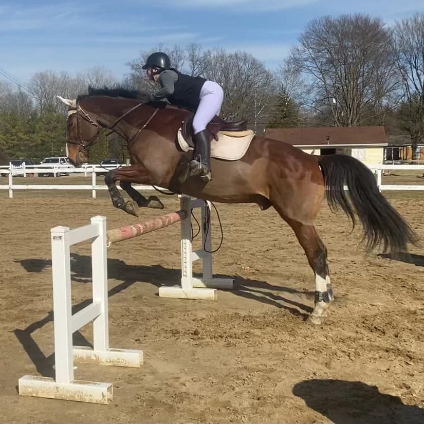 Horses, Horse shows, Stethoscopes, you name&nbsp;it!